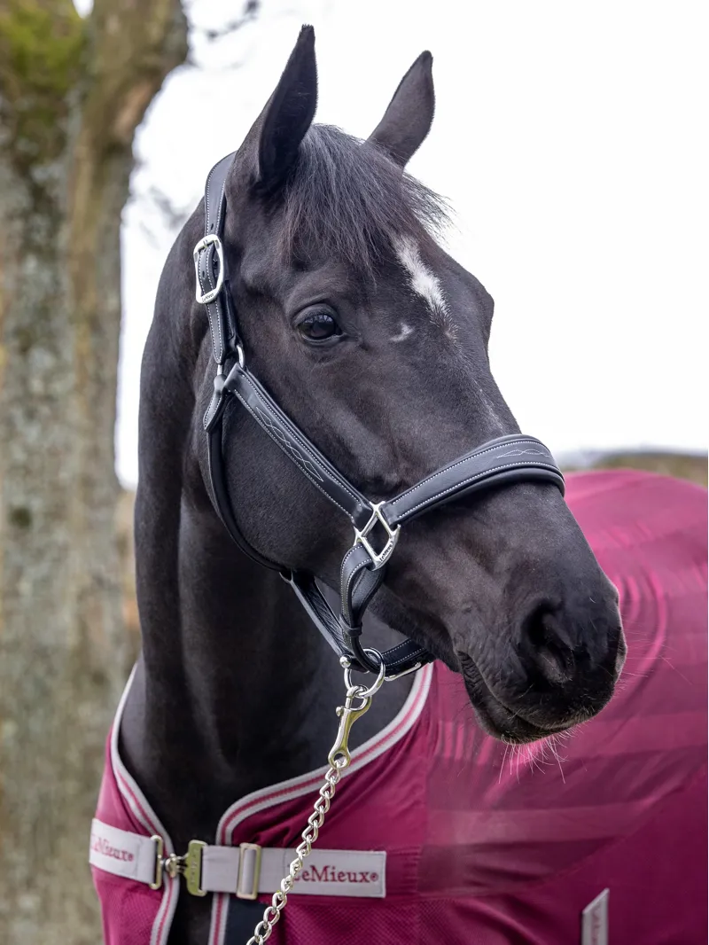 LeMieux Stitched Leather Headcollar in Black-5