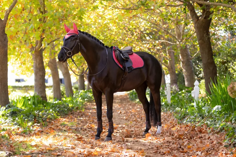 LeMieux Suede Close Contact Square in Cranberry-3