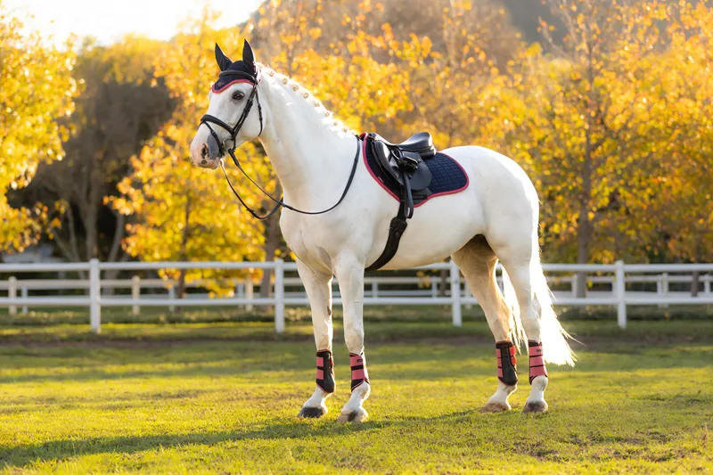 LeMieux Suede Close Contact Square in Navy and Cranberry-3
