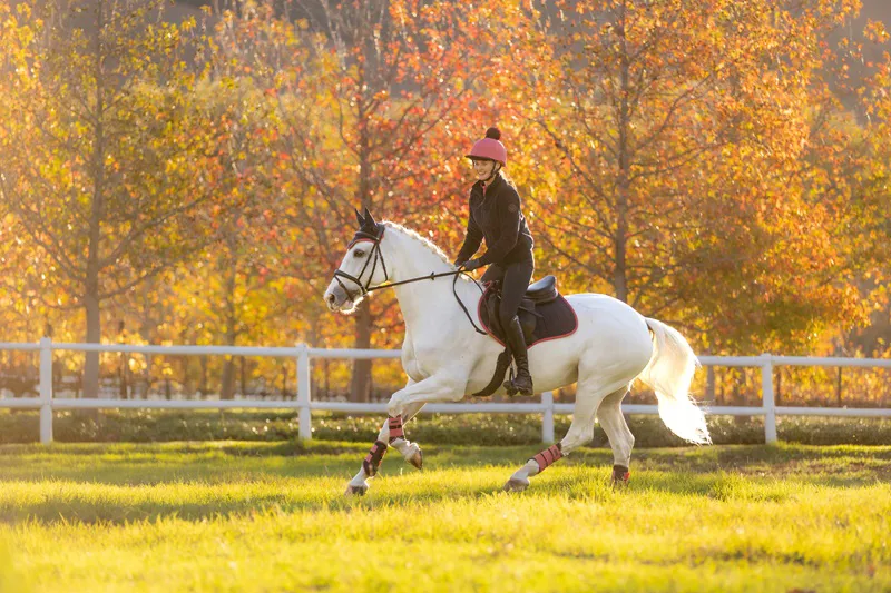 LeMieux Suede Close Contact Square in Navy and Cranberry-1