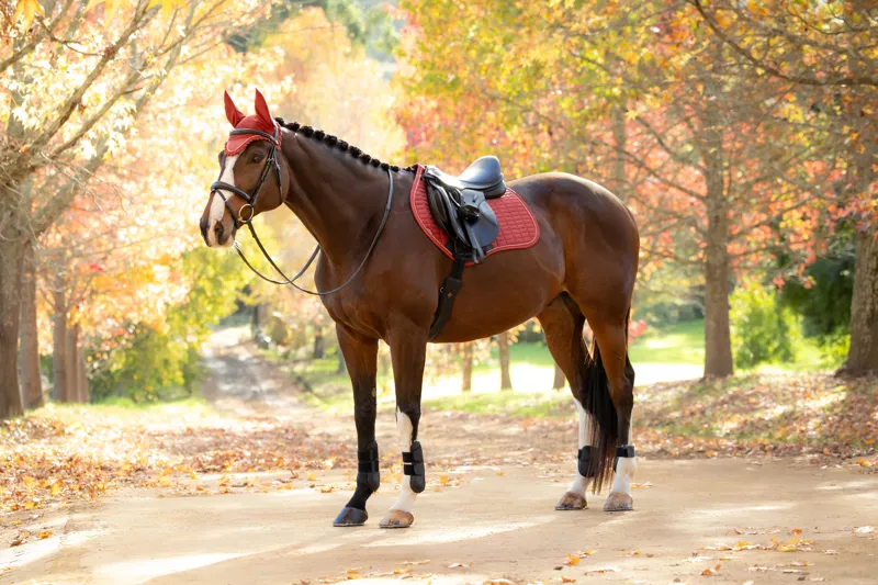 LeMieux Suede Close Contact Saddle Pad in Russet-3