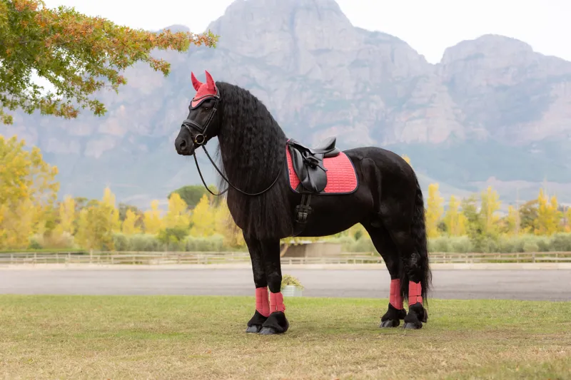 LeMieux Classic Suede Dressage Square in Cranberry-1