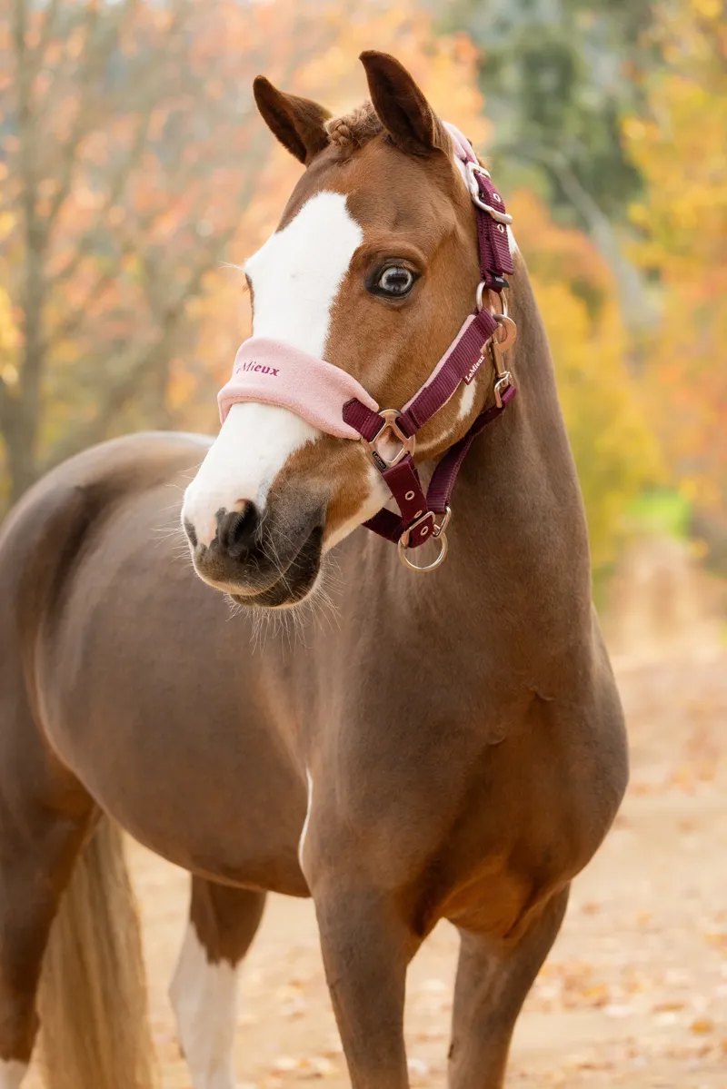 LeMieux Vogue Headcollar Set in Blackberry-2