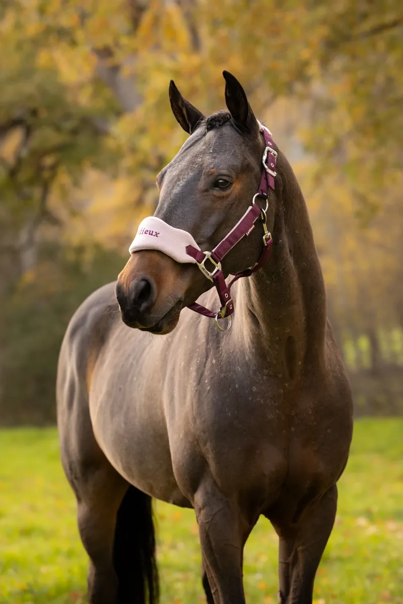 LeMieux Vogue Headcollar Set in Blackberry-1