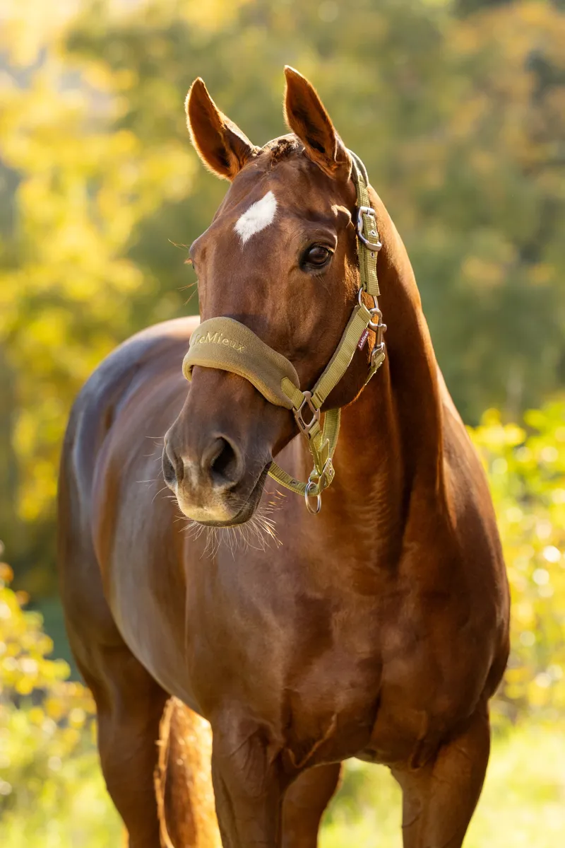 LeMieux Vogue Headcollar Set in Gooseberry-1