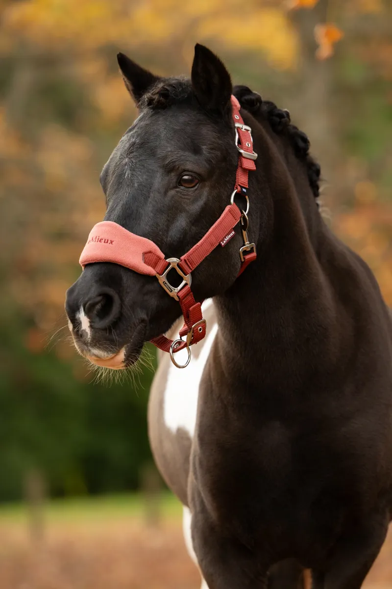 LeMieux Vogue Headcollar Set in Russet-2