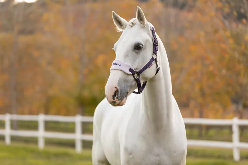 LeMieux Vogue Headcollar Set in Juniper and Lilac-1