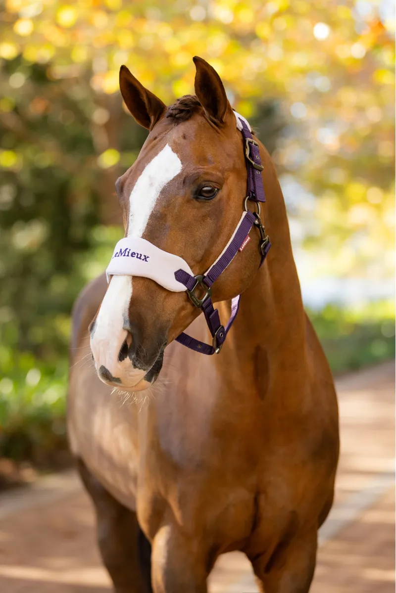 LeMieux Vogue Headcollar Set in Juniper and Lilac-2