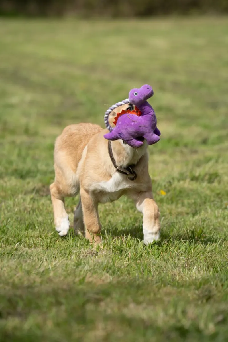 Petface Buddies Rope Handle Dinosaur Plush Dog Toy-6