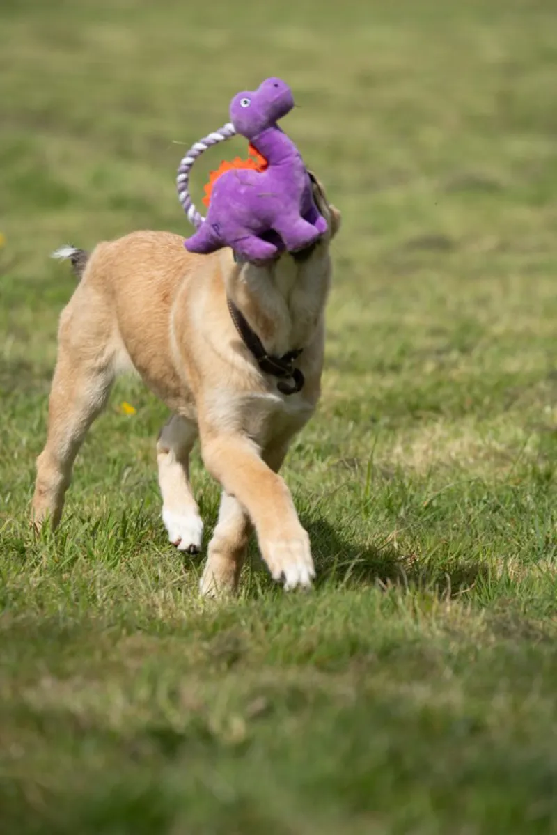 Petface Buddies Rope Handle Dinosaur Plush Dog Toy-5