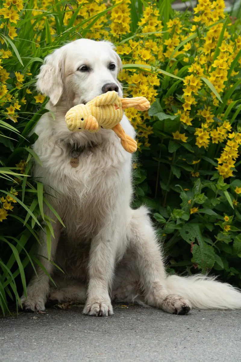 Little Petface Denny Duckling Plush Dog Toy-5