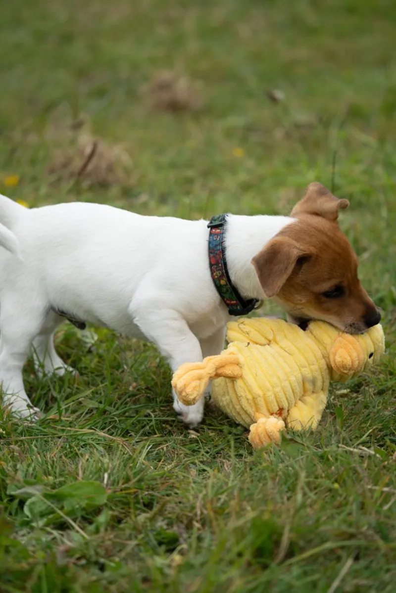 Little Petface Denny Duckling Plush Dog Toy-7