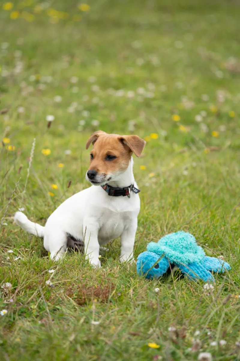 Little Petface Talulah Turtle Plush Dog Toy-8