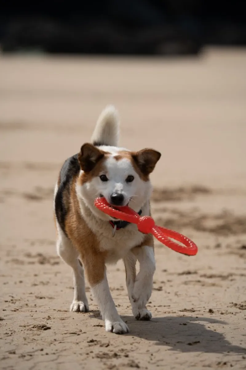 Petface Twist Tugger Dog Toy-2