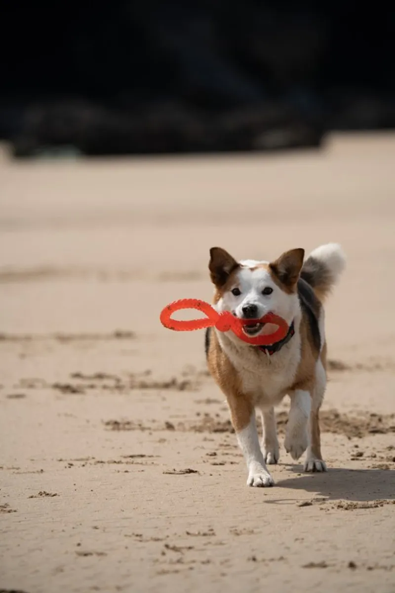 Petface Twist Tugger Dog Toy-1
