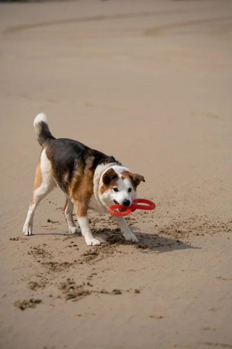 Petface Twist Tugger Dog Toy-3