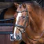 Velociti RAPIDA Dressage Bridle with Flash in Black