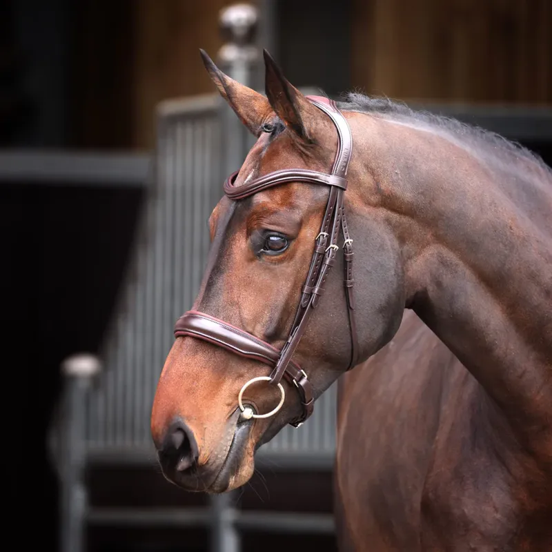 Velociti Lusso Elite Padded Cavesson Bridle in Havana