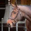 Velociti RAPIDA Training Bridle in Havana