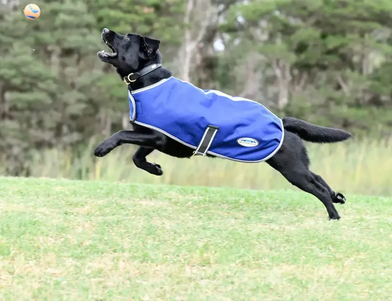 Weatherbeeta Comfitec Premier Free Parka Dog Coat in Blue-1