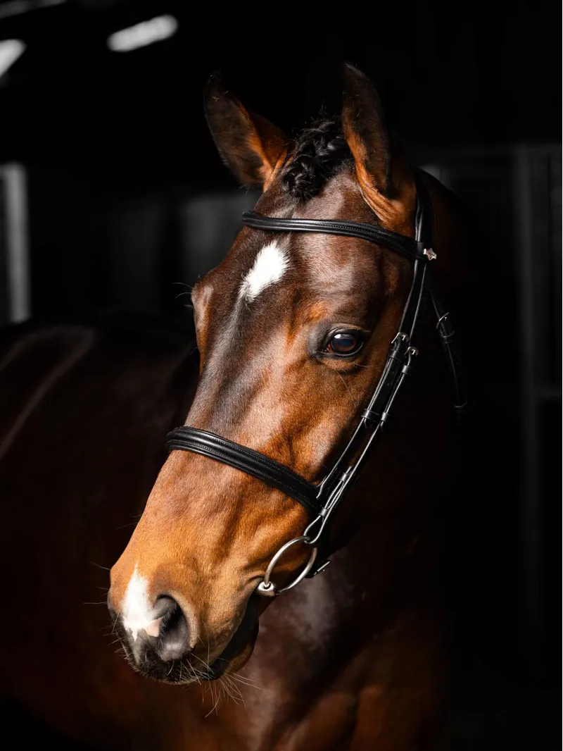 LeMieux Arika Cavesson Bridle in Black and Silver