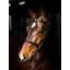LeMieux Arika Cavesson Bridle in Black and Silver