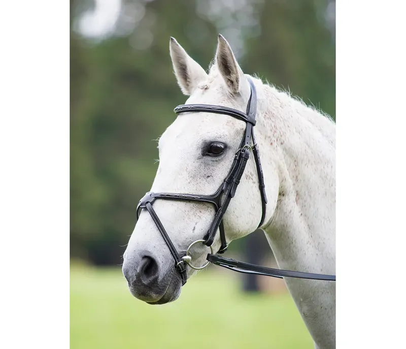 Avignon Grackle Bridle in Black - WEB EXCLUSIVE