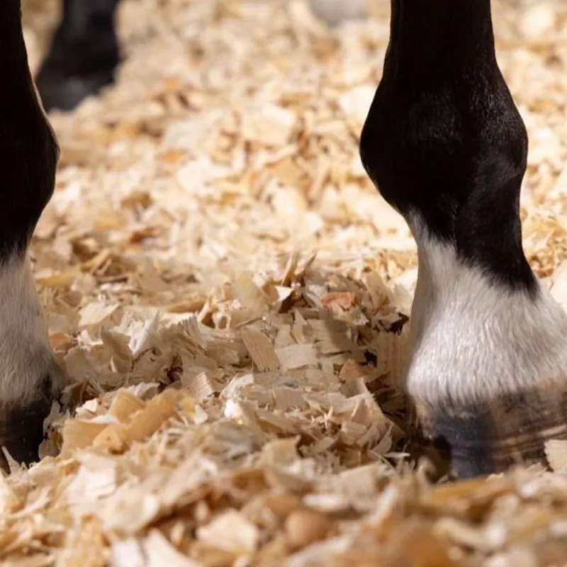 Bedmax Shavings-4
