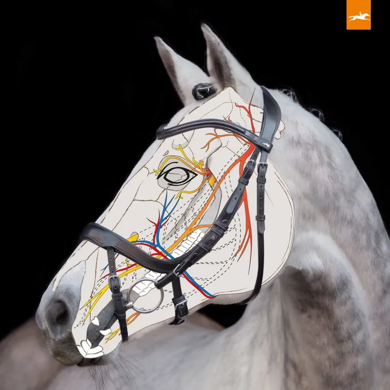 Schockemohle Equitus Alpha Anatomical Special Bridle in Black-2