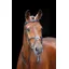 Salisbury Brackley Bridle in Black - WEB EXCLUSIVE