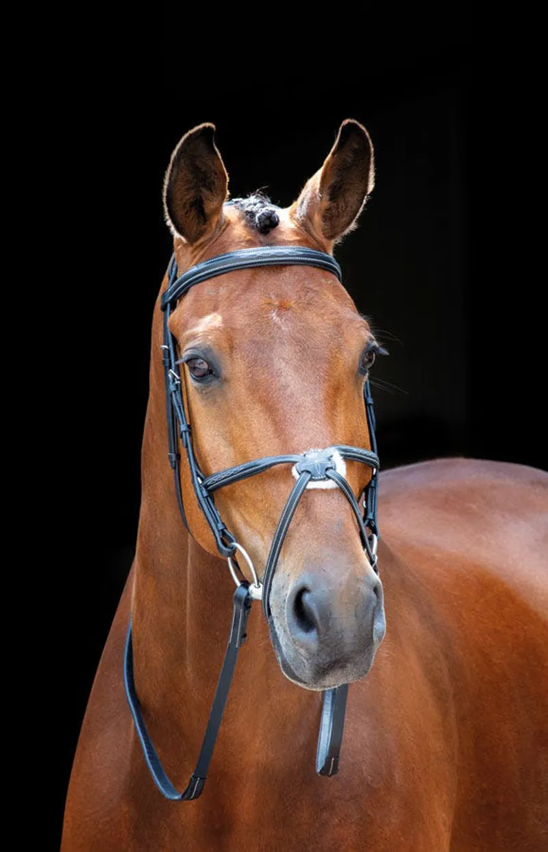 Salisbury Brackley Bridle in Black - WEB EXCLUSIVE