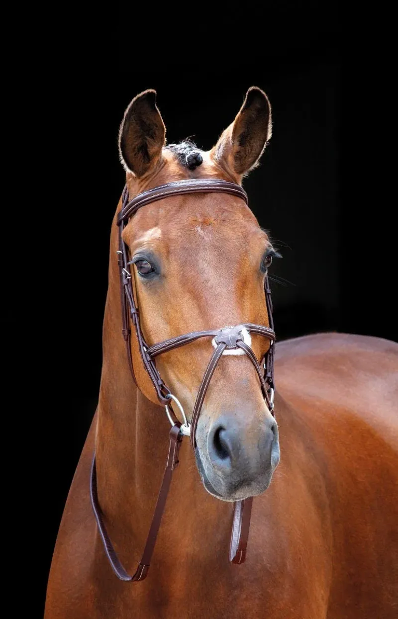 Salisbury Brackley Bridle in Australian Nut - WEB EXCLUSIVE