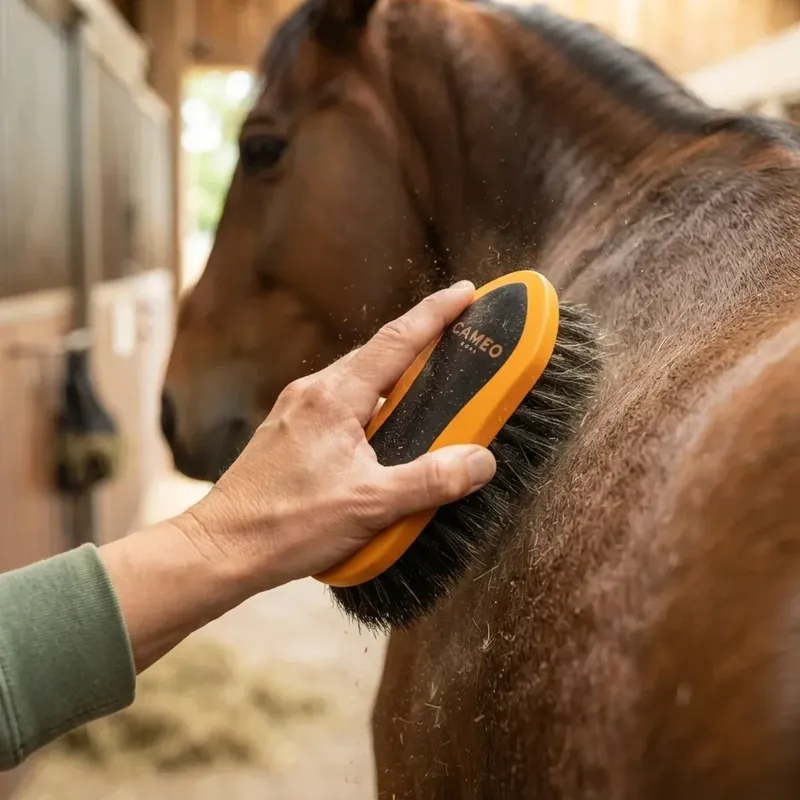 Cameo Equine Dandy Brush in Black and Orange-1