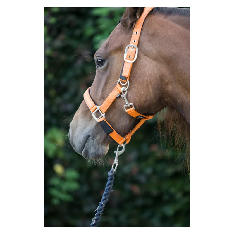 Cameo Fieldsafe Headcollar in Orange-2
