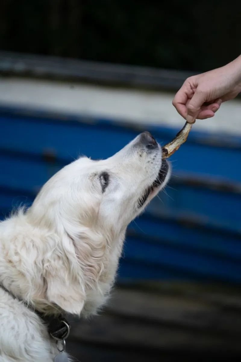 Dog Deli Whole Sprats and Herring Mix Dog Treats-5