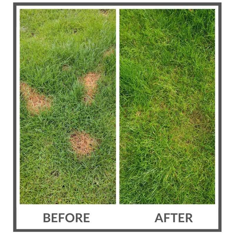 Dog Rocks - WEB EXCLUSIVE-2