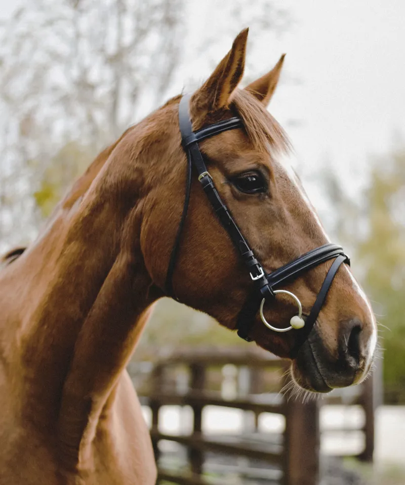 Equisential Leather Bridle in Brown