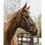 Equisential Leather Bridle in Brown