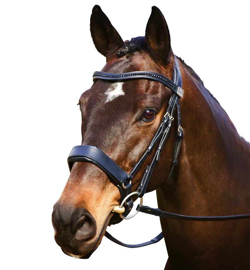 Fairfax Complete Snaffle Bridle with Cavesson Noseband