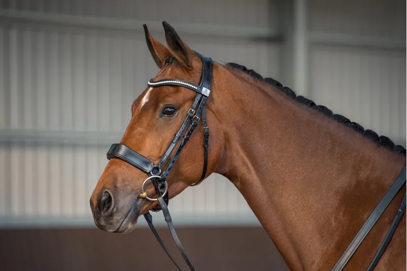 Fairfax Performance Bridle-4
