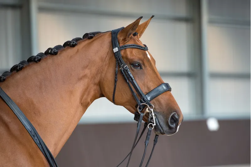 Fairfax Performance Bridle-5
