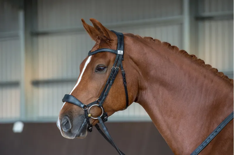 Fairfax Performance Bridle-7