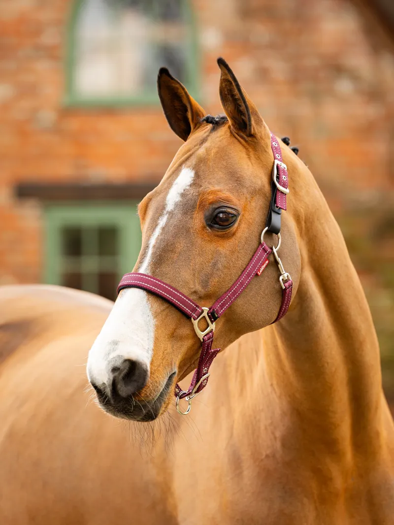 LeMieux Essential Yard Headcollar in Burgundy-1