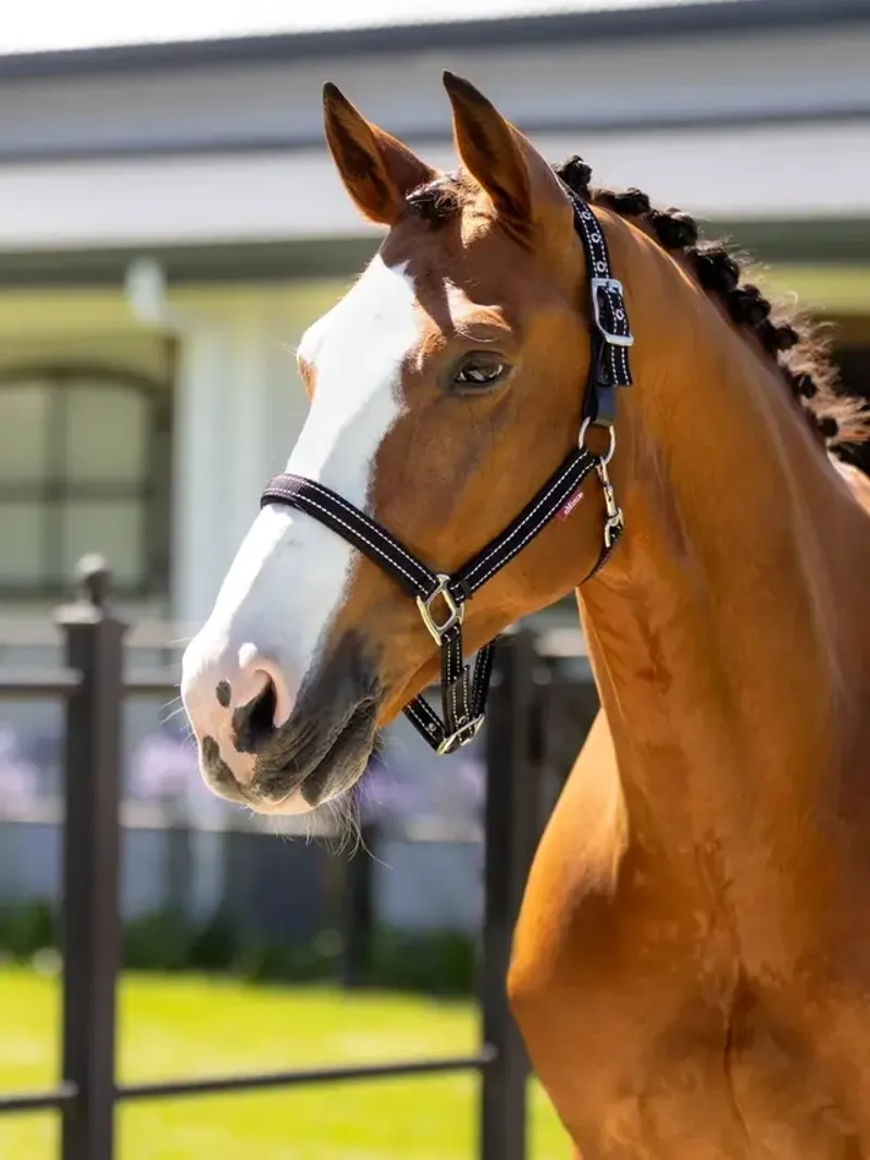 LeMieux Essential Yard Headcollar in Black-1