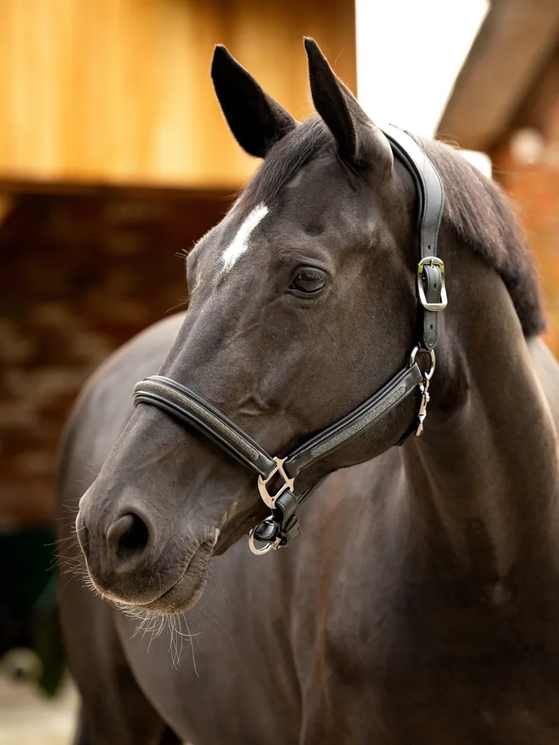 LeMieux Crystal Leather Headcollar in Black-4
