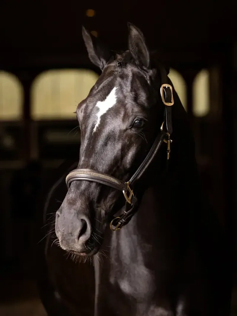 LeMieux Crystal Leather Headcollar in Brown-2