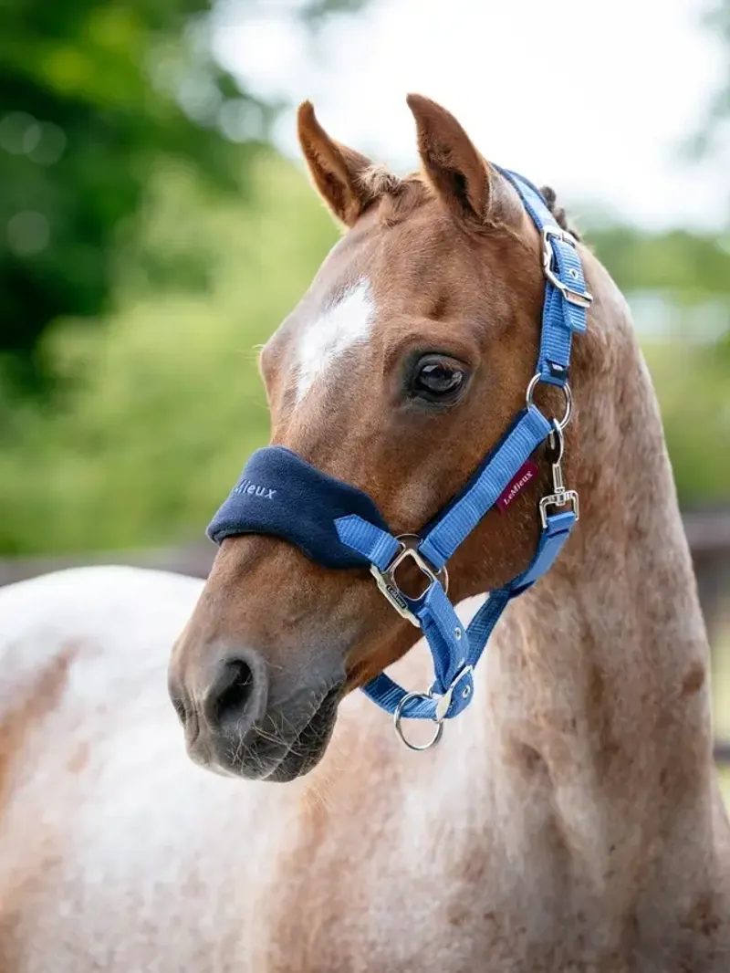 LeMieux Mini Vogue Headcollar and Leadrope in Benetton Blue-1