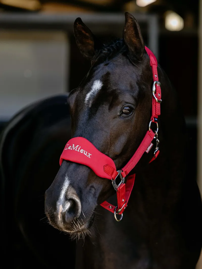 LeMieux Breakaway Vogue Headcollar in Chilli-1