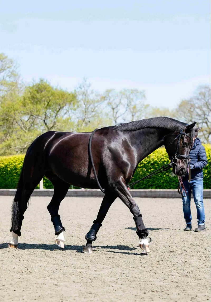 LeMieux Rope Lunging Aid in Black-1