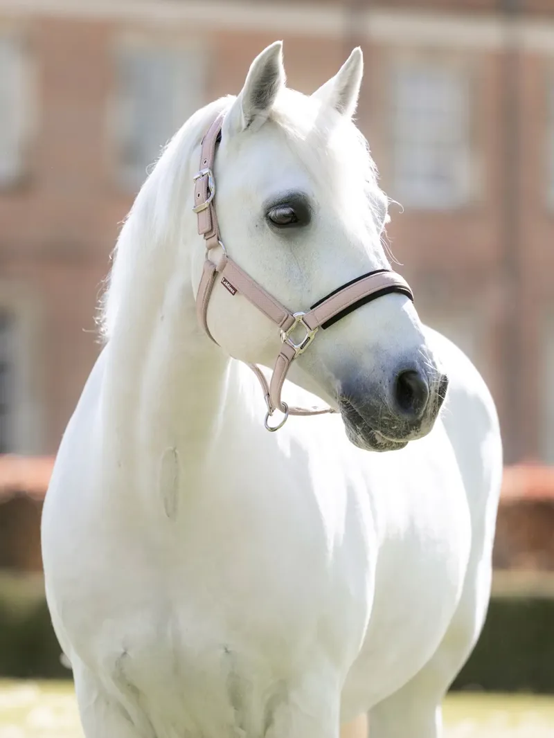 LeMieux Heritage Headcollar in Wild Rose-1